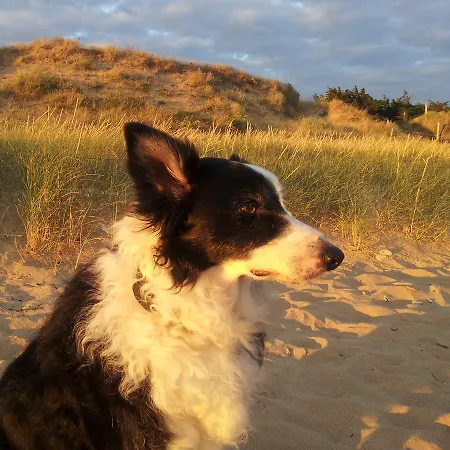 Campingplads La Foret Saint-Jean-de-Monts