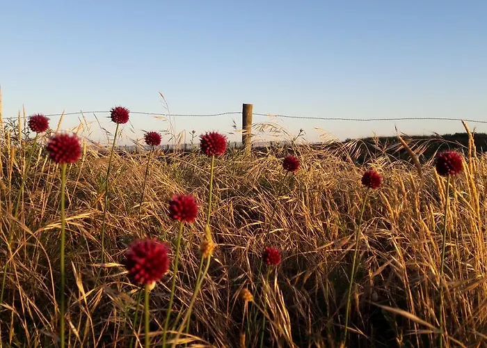 Camping La Foret Saint-Jean-de-Monts