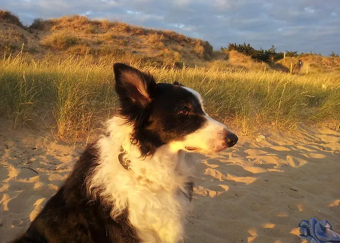 Camping La Foret Saint-Jean-de-Monts